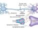 Wat zijn Neurotransmitters? - AvantVital