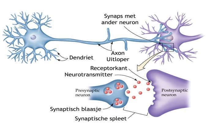 Wat zijn Neurotransmitters? - AvantVital